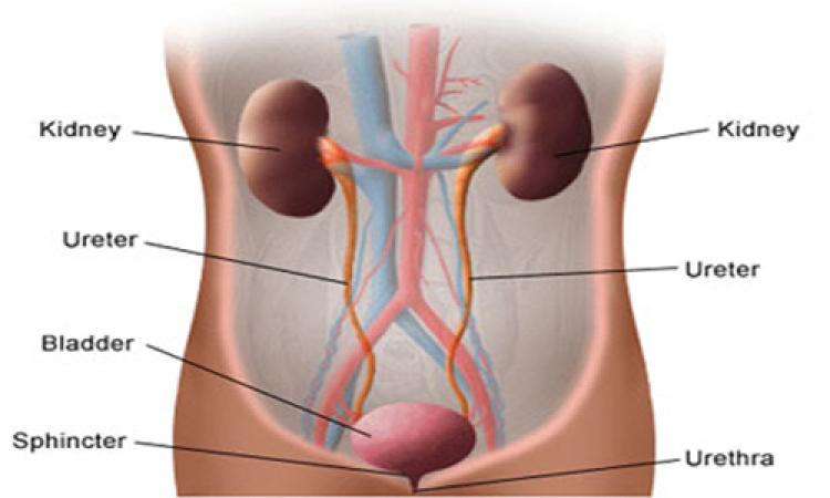 The Kidneys Part 2